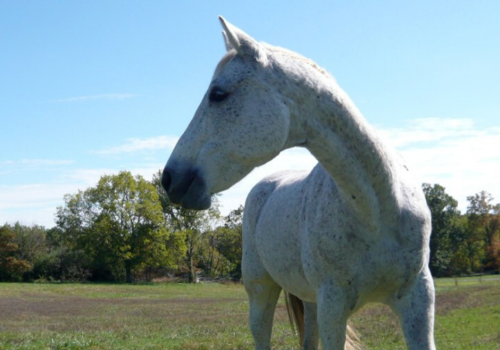 ROSE O'SHARON EQUINE FARM