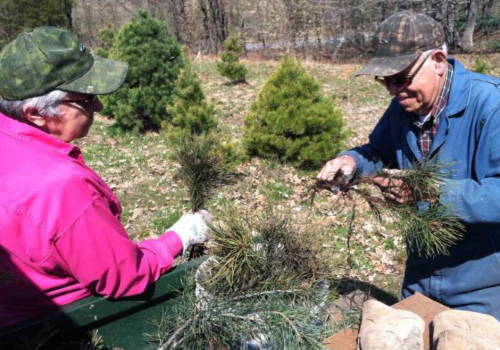 ALLEN CHRISTMAS TREE FARM