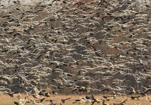 Cypress Creek National Wildlife Refuge