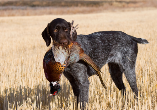 Sahara Woods State Fish & Wildlife Area