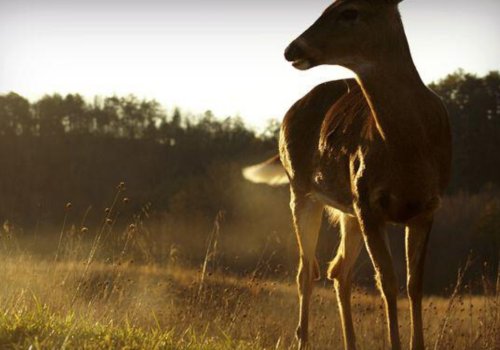 Fort Massac State Park