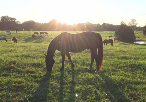 camp ondessonk stables